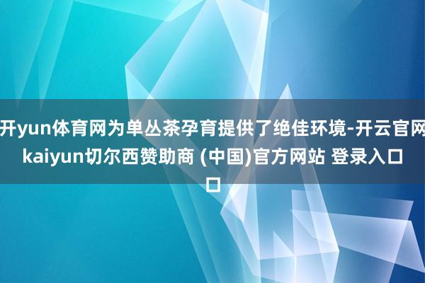 开yun体育网为单丛茶孕育提供了绝佳环境-开云官网kaiyun切尔西赞助商 (中国)官方网站 登录入口